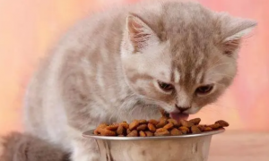 路斯猫粮是好粮吗