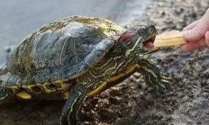 巴西龟每天吃多少龟粮
