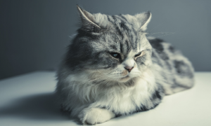 猫咪打呼噜是为什么原因