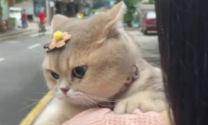 猫咪为什么不喜欢戴发夹