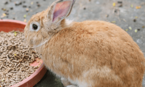兔饲料配方方法