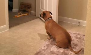 狗狗在门口守着是为什么