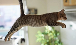 猫咪为什么跳得很快