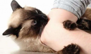 猫咪为什么喜欢咬胳膊肘