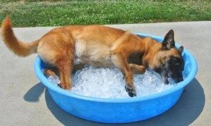 狗狗中暑危险期是多久