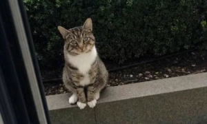 猫咪为什么会在门外等主人呢