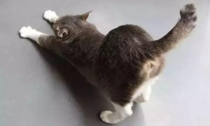 猫咪撅着屁股叫为什么呢