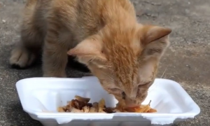 猫丢了外面会饿死吗