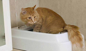 猫咪为什么集体乱尿的原因