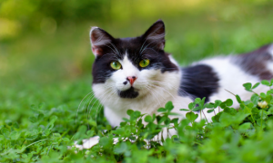猫保护三叶草