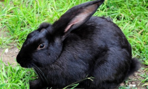 黑兔和黑兔生什么颜色兔子