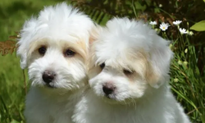 纯白色宠物狗小型犬有哪些