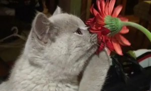 养猫咪可以养的花