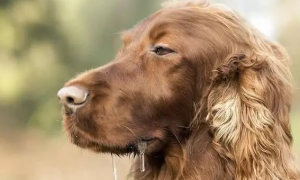 为什么狗狗会频繁流口水怎么回事