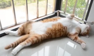 猫咪睡觉的尾巴为什么抖动