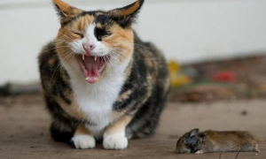 为什么猫咪喜欢吃老鼠