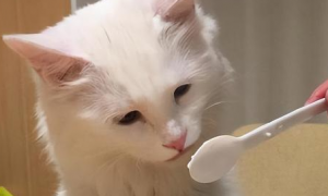 猫咪为什么会闻到东西味道呢