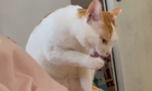 为什么抱猫咪要洗手洗脸呢