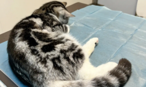 猫咪为什么腰疼腿疼的厉害