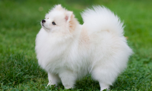 白色长毛中型犬是什么狗狗图片