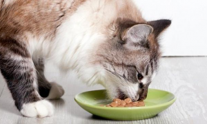 为什么猫吃饭的时候摇尾巴