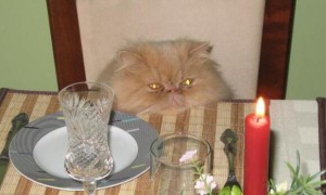 猫咪死了为什么要点蜡烛