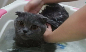猫咪洗了澡后发怒怎么回事