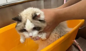 猫咪最短多久洗一次澡比较好