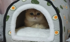 夏天猫咪为什么喜欢睡窝里