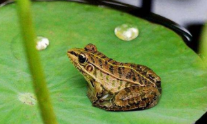 棘胸蛙是几级保护动物