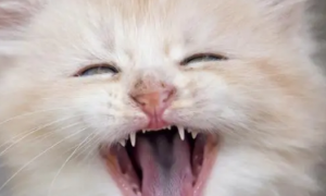 猫咪牙齿是用来干嘛的