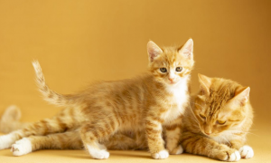 猫儿子和猫妈能一起养吗