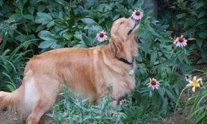 为什么狗狗喜欢撕扯花草