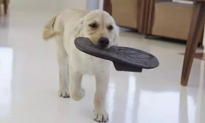 狗狗为什么咬鞋垫子