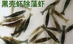 黑壳虾吃鱼粮吗