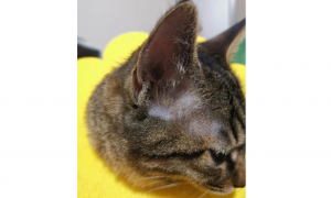 猫咪耳朵根部后面有个大包