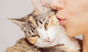 猫咪喜欢人亲它额头吗