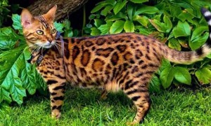孟加拉豹猫为什么容易被自己气死
