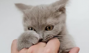 猫咪为什么会抓破手指