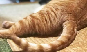 猫躺着尾巴尖一直摆动什么意思