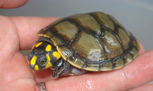 黄头侧颈龟适合深水还是浅水