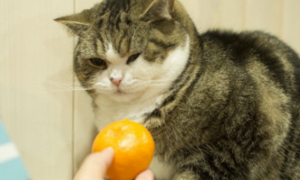 小猫咪恐惧橙子的原因