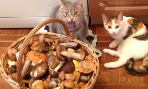 猫咪为什么怕蘑菇味道