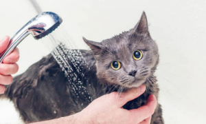 宠物猫用什么洗澡