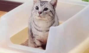 猫为什么往后尿