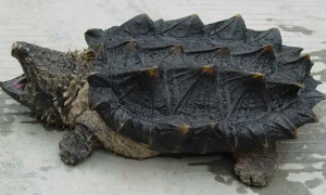 中美拟鳄龟多少一只