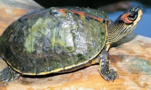 印度棱背龟成体图片