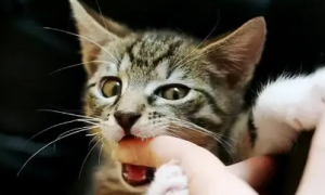 为什么猫咪会张嘴咬手指呢