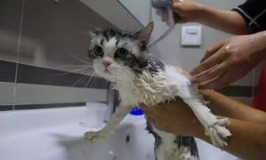 为什么你洗澡猫咪担心你呢