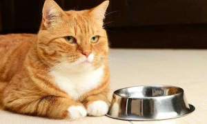 猫咪为什么绝食了还吃东西